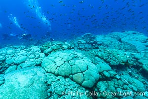 Coral reef expanse composed primarily of porites lobata, Clipperton Island, near eastern Pacific, Porites lobata