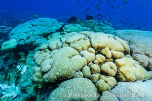 Coral reef expanse composed primarily of porites lobata, Clipperton Island, near eastern Pacific. France, Porites lobata, natural history stock photograph, photo id 32966