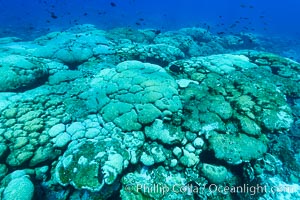 Coral reef expanse composed primarily of porites lobata, Clipperton Island, near eastern Pacific, Porites lobata