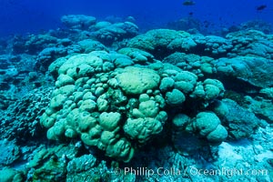 Coral reef expanse composed primarily of porites lobata, Clipperton Island, near eastern Pacific, Porites lobata