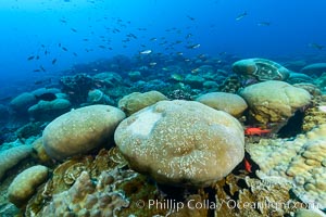 Coral reef expanse composed primarily of porites lobata, Clipperton Island, near eastern Pacific
