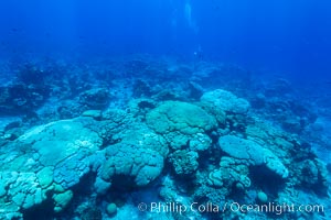 Coral reef expanse composed primarily of porites lobata, Clipperton Island, near eastern Pacific, Porites lobata