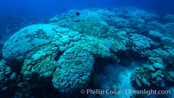 Coral reef expanse composed primarily of porites lobata, Clipperton Island, near eastern Pacific, Porites lobata