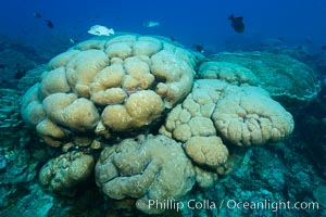 Coral reef expanse composed primarily of porites lobata, Clipperton Island, near eastern Pacific, Porites lobata