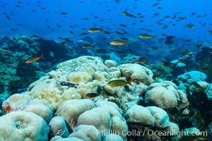 Coral reef expanse composed primarily of porites lobata, Clipperton Island, near eastern Pacific. France, Porites lobata, natural history stock photograph, photo id 33017