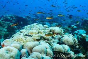 Coral reef expanse composed primarily of porites lobata, Clipperton Island, near eastern Pacific, Porites lobata