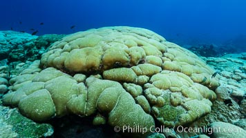 Coral reef expanse composed primarily of porites lobata, Clipperton Island, near eastern Pacific. France, Porites lobata, natural history stock photograph, photo id 33019