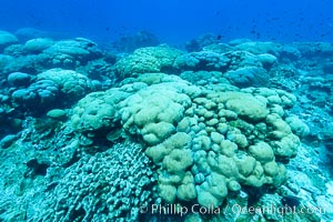 Coral reef expanse composed primarily of porites lobata, Clipperton Island, near eastern Pacific, Porites lobata