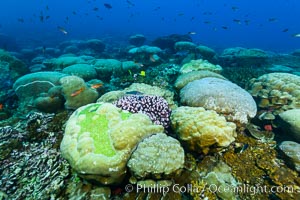 Coral reef expanse composed primarily of porites lobata, Clipperton Island, near eastern Pacific, Porites lobata