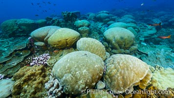 Coral reef expanse composed primarily of porites lobata, Clipperton Island, near eastern Pacific. France, Porites lobata, natural history stock photograph, photo id 33041