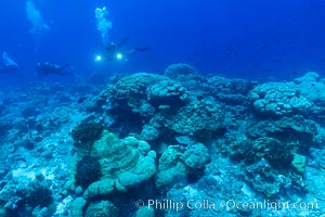 Coral reef expanse composed primarily of porites lobata, Clipperton Island, near eastern Pacific, Porites lobata