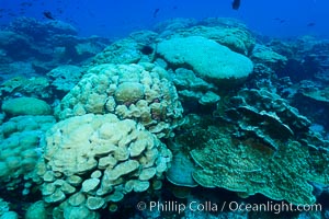 Coral reef expanse composed primarily of porites lobata, Clipperton Island, near eastern Pacific, Porites lobata