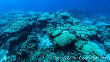 Coral reef expanse composed primarily of porites lobata, Clipperton Island, near eastern Pacific, Porites lobata