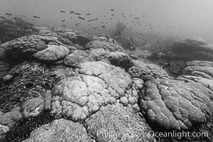 Coral reef expanse composed primarily of porites lobata, Clipperton Island, near eastern Pacific, Porites lobata