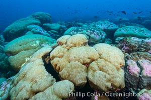 Coral reef expanse composed primarily of porites lobata, Clipperton Island, near eastern Pacific, Porites lobata