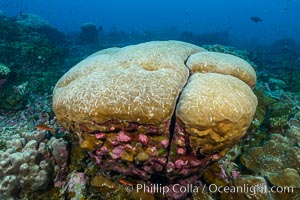 Coral reef expanse composed primarily of porites lobata, Clipperton Island, near eastern Pacific, Porites lobata