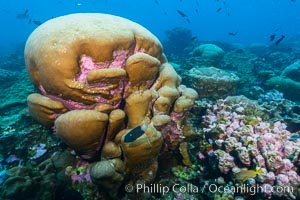 Coral reef expanse composed primarily of porites lobata, Clipperton Island, near eastern Pacific, Porites lobata