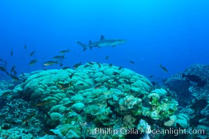 Coral reef expanse composed primarily of porites lobata, Clipperton Island, near eastern Pacific, Porites lobata