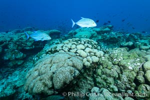 Coral reef expanse composed primarily of porites lobata, Clipperton Island, near eastern Pacific, Porites lobata