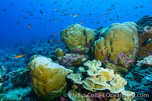 Coral reef of Porites sp, Porites lobata (rounded) and Porites arnaudi (platelike) comprise coral reef at Clipperton Island, Porites arnaudi, Porites lobata