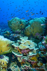 Coral reef of Porites sp, Porites lobata (rounded) and Porites arnaudi (platelike) comprise coral reef at Clipperton Island, Porites arnaudi, Porites lobata