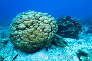 Coral reef of Porites sp, Porites lobata (rounded) and Porites arnaudi (platelike) comprise coral reef at Clipperton Island, Porites arnaudi, Porites lobata