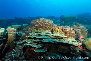Coral reef of Porites sp, Porites lobata (rounded) and Porites arnaudi (platelike) comprise coral reef at Clipperton Island, Porites arnaudi, Porites lobata