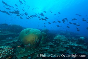 Coral reef of Porites sp, Porites lobata (rounded) and Porites arnaudi (platelike) comprise coral reef at Clipperton Island, Porites arnaudi, Porites lobata