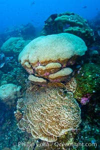 Coral reef of Porites sp, Porites lobata (rounded) and Porites arnaudi (platelike) comprise coral reef at Clipperton Island, Porites arnaudi, Porites lobata