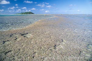 coralline algae reef. Rose Atoll National Wildlife Sanctuary, American Samoa, USA, Porolithon, natural history stock photograph, photo id 00727