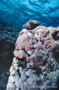 Pink coralline algae, Porolithon, Rose Atoll National Wildlife Sanctuary