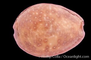 Porous Cowrie, Cypraea poraria