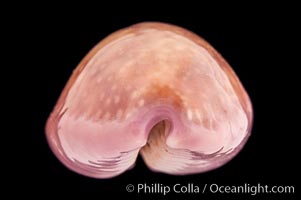 Porous Cowrie, Cypraea poraria