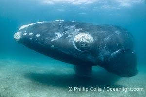 Portrait of an adult Southern Right Whale Underwater, Eubalaena australis, hovering over sand bottom on Golfo Nuevo, Peninsula Valdes. By permission of the Government of Argentina, Chubut, permit # 51 / 2025-SsCyA, Eubalaena australis, Puerto Piramides Portrait of an adult Southern Right Whale Underwater, Eubalaena australis, hovering over sand bottom on Golfo Nuevo, Peninsula Valdes. By permission of the Government of Argentina, Chubut, permit # 51 / 2025-SsCyA, Eubalaena australis, Puerto Piramides
