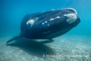 Portrait of an adult Southern Right Whale Underwater, Eubalaena australis, hovering over sand bottom on Golfo Nuevo, Peninsula Valdes. By permission of the Government of Argentina, Chubut, permit # 51 / 2025-SsCyA, Eubalaena australis, Puerto Piramides Portrait of an adult Southern Right Whale Underwater, Eubalaena australis, hovering over sand bottom on Golfo Nuevo, Peninsula Valdes. By permission of the Government of Argentina, Chubut, permit # 51 / 2025-SsCyA, Eubalaena australis, Puerto Piramides