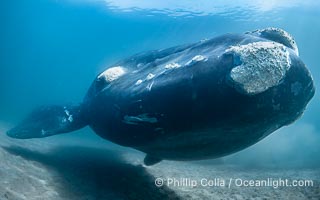 Portrait of an adult Southern Right Whale Underwater, Eubalaena australis, hovering over sand bottom on Golfo Nuevo, Peninsula Valdes. By permission of the Government of Argentina, Chubut, permit # 51 / 2025-SsCyA, Eubalaena australis, Puerto Piramides