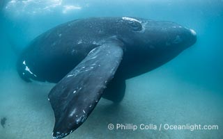 February 15, 2026: Portrait of an adult Southern Right Whale Underwater, Eubalaena australis, hovering over sand bottom on Golfo Nuevo, Peninsula Valdes. By permission of the Government of Argentina, Chubut, permit # 51 / 2025-SsCyA.