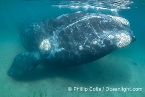 Portrait of an adult Southern Right Whale Underwater, Eubalaena australis, hovering over sand bottom on Golfo Nuevo, Peninsula Valdes. By permission of the Government of Argentina, Chubut, permit # 51 / 2025-SsCyA, Eubalaena australis, Puerto Piramides