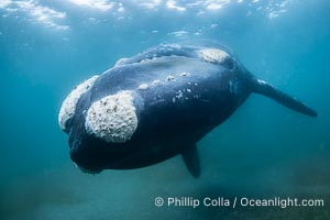 Portrait of an adult Southern Right Whale Underwater, Eubalaena australis, hovering over sand bottom on Golfo Nuevo, Peninsula Valdes. By permission of the Government of Argentina, Chubut, permit # 51 / 2025-SsCyA, Eubalaena australis, Puerto Piramides