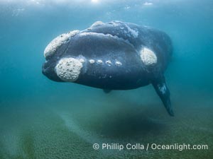 Portrait of an adult Southern Right Whale Underwater, Eubalaena australis, hovering over sand bottom on Golfo Nuevo, Peninsula Valdes. By permission of the Government of Argentina, Chubut, permit # 51 / 2025-SsCyA, Eubalaena australis, Puerto Piramides