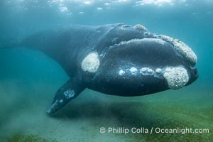 Portrait of an adult Southern Right Whale Underwater, Eubalaena australis, hovering over sand bottom on Golfo Nuevo, Peninsula Valdes. By permission of the Government of Argentina, Chubut, permit # 51 / 2025-SsCyA, Eubalaena australis, Puerto Piramides