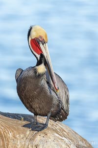 California Brown pelican portrait, displaying breeding plumage with distinctive yellow and white head feathers, red gular throat pouch, brown hind neck and greyish body, La Jolla