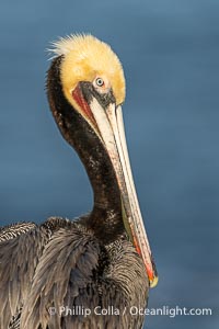 Portrait of a California brown pelican in winter breeding plumage, yellow head, red throat, pink skin around the eye, brown hind neck. Brown pelicans were formerly an endangered species. In 1972, the United States Environmental Protection Agency banned the use of DDT. Since that time, populations of pelicans have recovered and expanded. The recovery has been so successful that brown pelicans were taken off the endangered species list in 2009, Pelecanus occidentalis, Pelecanus occidentalis californicus, La Jolla