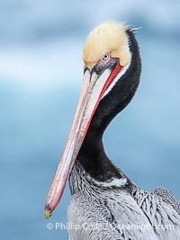 Portrait of a California brown pelican in winter breeding plumage, yellow head, red throat, pink skin around the eye, brown hind neck. Brown pelicans were formerly an endangered species. In 1972, the United States Environmental Protection Agency banned the use of DDT. Since that time, populations of pelicans have recovered and expanded. The recovery has been so successful that brown pelicans were taken off the endangered species list in 2009, Pelecanus occidentalis, Pelecanus occidentalis californicus, La Jolla