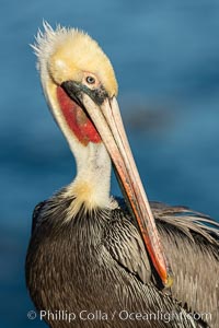 Portrait of the California Race of the Brown Pelican, La Jolla, California, Pelecanus occidentalis, Pelecanus occidentalis californicus