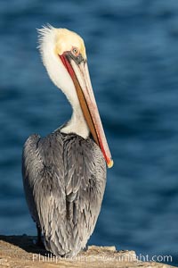 Portrait of the California Race of the Brown Pelican, La Jolla, California, Pelecanus occidentalis, Pelecanus occidentalis californicus