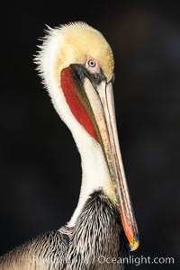California Brown Pelican Portrait, note the distinctive winter breeding plumage, this one exhibits the white hind neck, La Jolla, California, Pelecanus occidentalis, Pelecanus occidentalis californicus