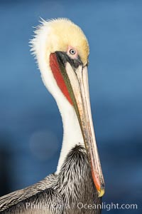 California Brown Pelican Portrait, note the distinctive winter breeding plumage, this one exhibits the white hind neck, La Jolla, California, Pelecanus occidentalis, Pelecanus occidentalis californicus