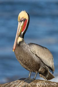 California Brown Pelican Portrait, note the distinctive winter breeding plumage with chestnut brown hind neck and bright red throat, La Jolla, California, Pelecanus occidentalis, Pelecanus occidentalis californicus