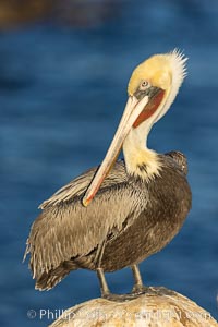 California Brown Pelican Portrait, note the distinctive winter mating plumage, this one exhibits the white hind neck, La Jolla, California, Pelecanus occidentalis, Pelecanus occidentalis californicus